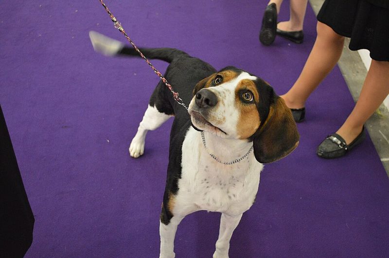 Treeing walker coonhound