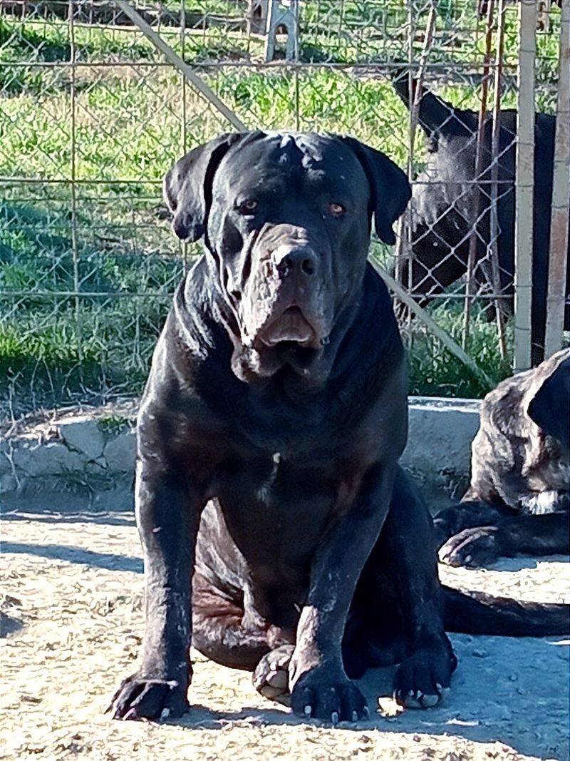 Stop Trusting “Tail Wagging” - 10 Breeds People Misread in Viral Body-Language Posts 6 Cane Corso