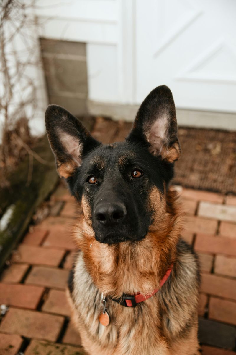 German Shepherd