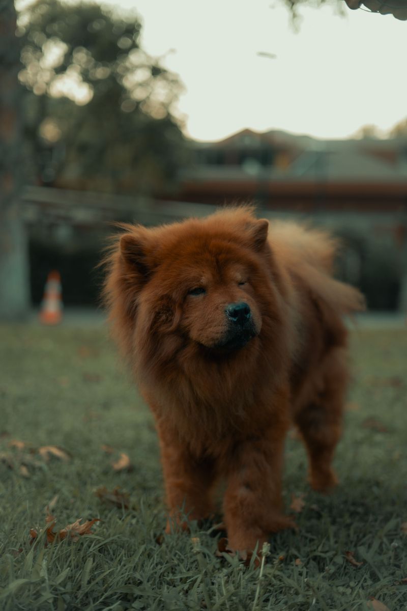 Want a dog that doesn't need you every minute? Be careful how far you take that wish 4 Chow Chow