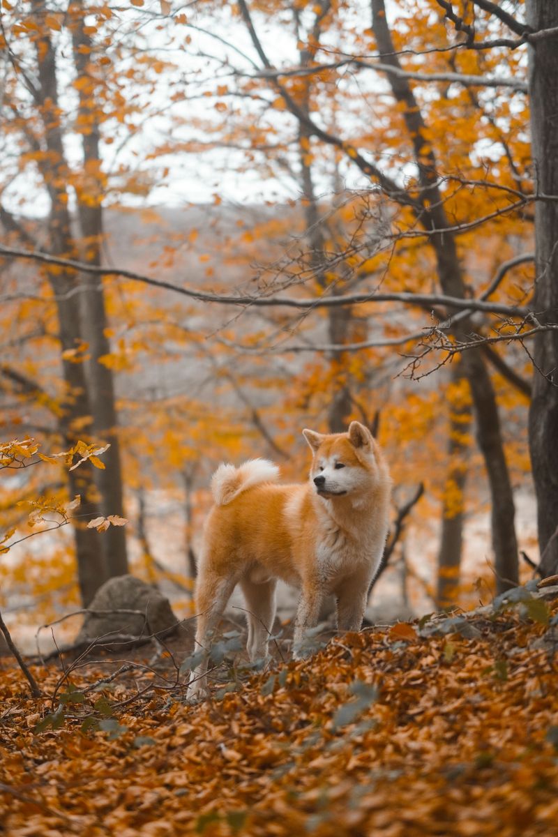 Without consistent rules, these 12 dog breeds may start guarding more than they should 6 Akita