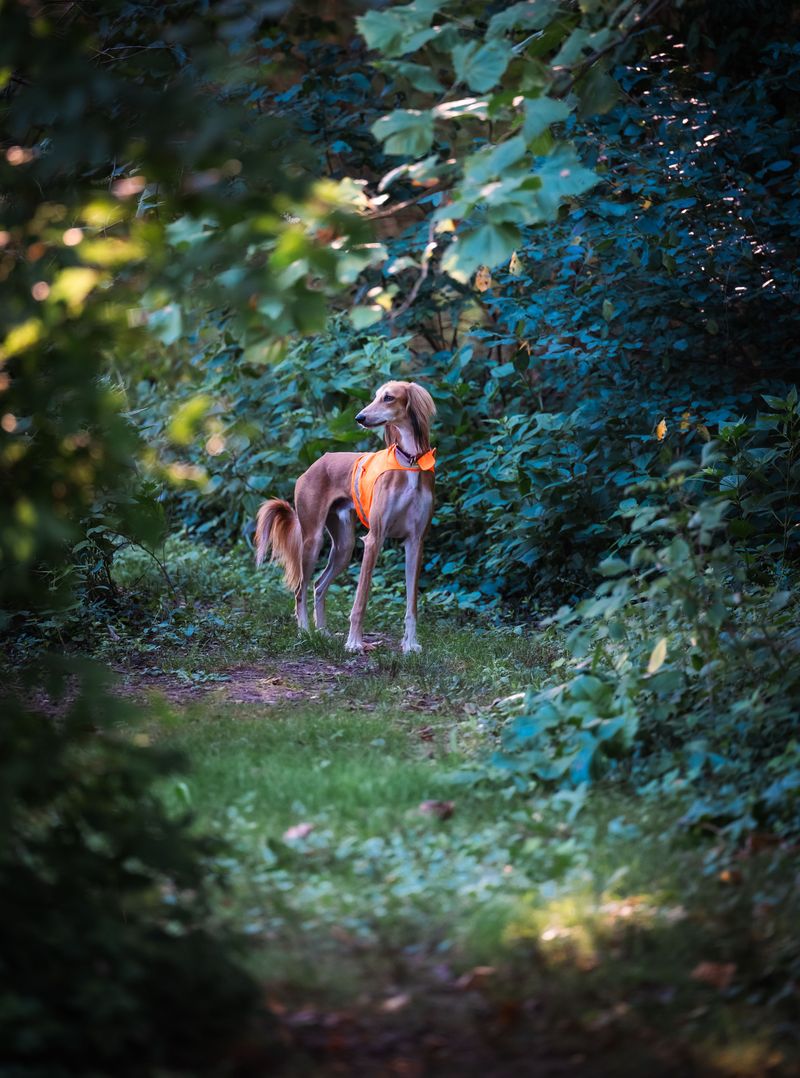 Saluki