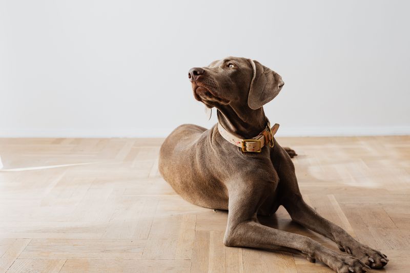 Weimaraner: The Gray Ghost Who Hates Goodbyes