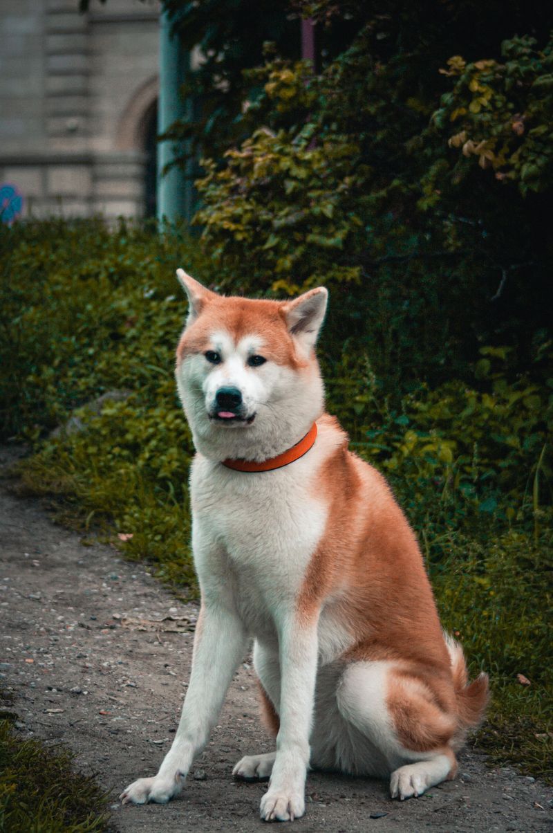 Training experience helps, but these dogs can still make owners question everything they know 3 Akita