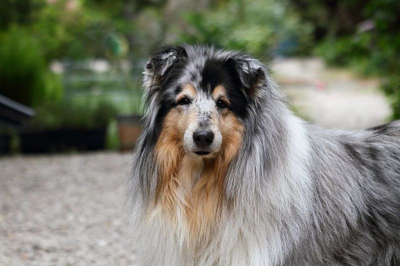 Living with these dog breeds can become more rewarding with every stage of life 3 Rough Collie