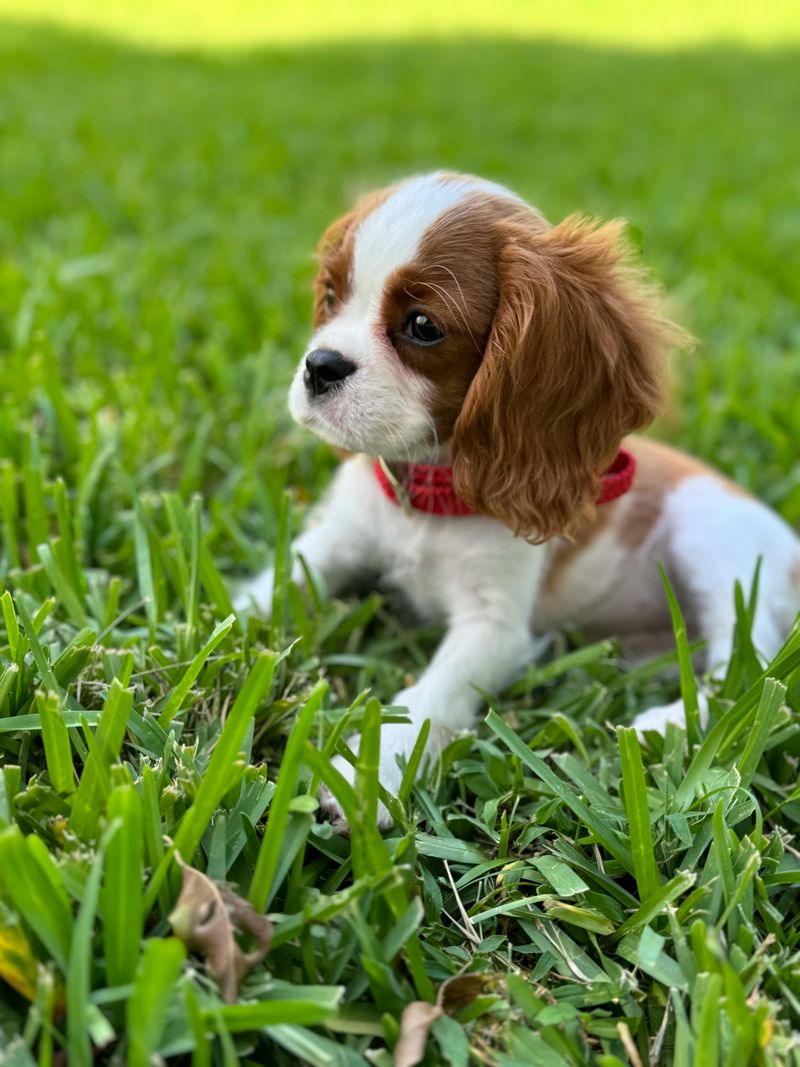 Cavalier King Charles Spaniel