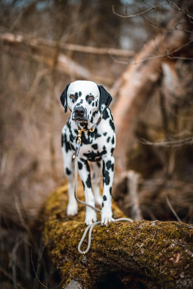Dalmatian