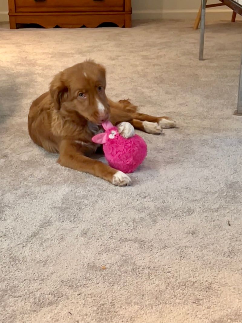 10 small acts that can make a huge difference for shelter dogs 6 Provide enrichment toys