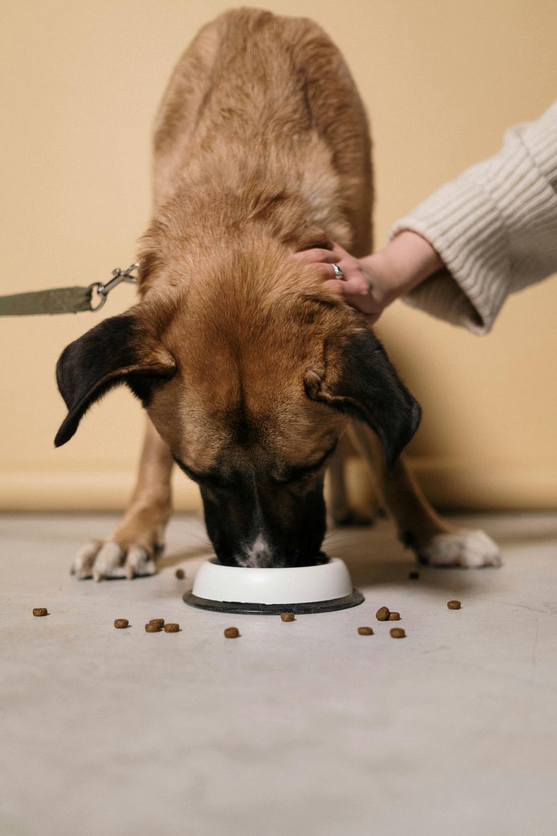 12 Common Everyday Mistakes That Can Accidentally Trigger Aggression in Dogs 12 Interrupting Meals, Sleep, or High-Value Play