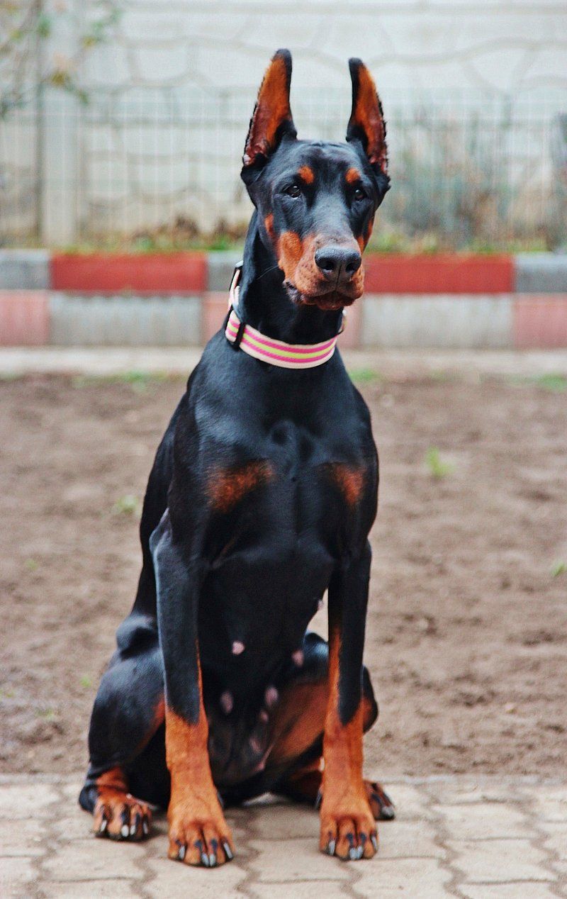 These 12 dog breeds have comforted, guided, and helped millions - plus 3 underrated heroes 12 Doberman Pinscher