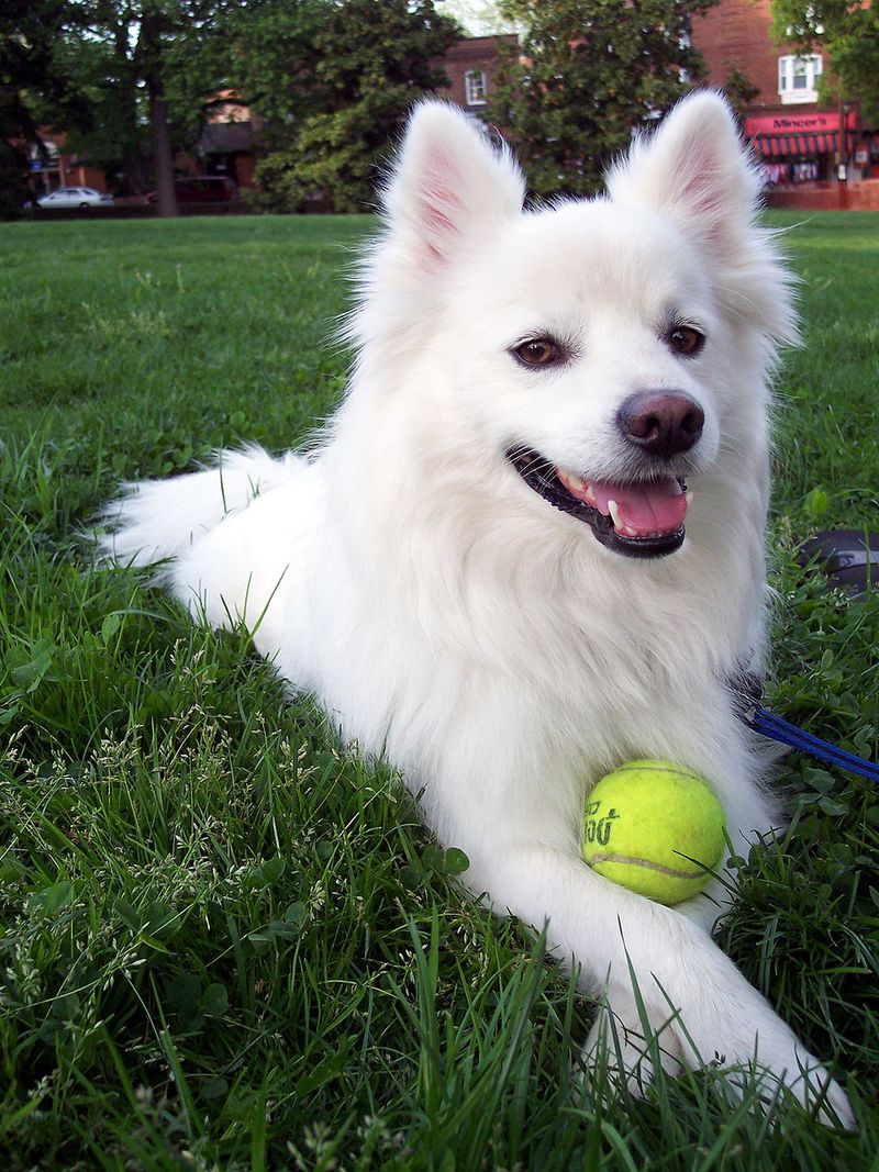 American Eskimo Dog