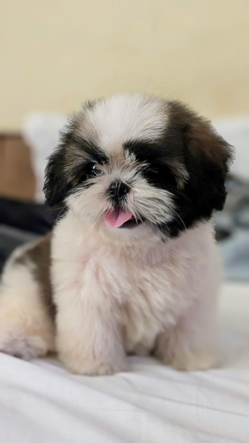 10 loyal companion dogs seniors would choose all over again, plus 3 beloved extras 3 Shih Tzu