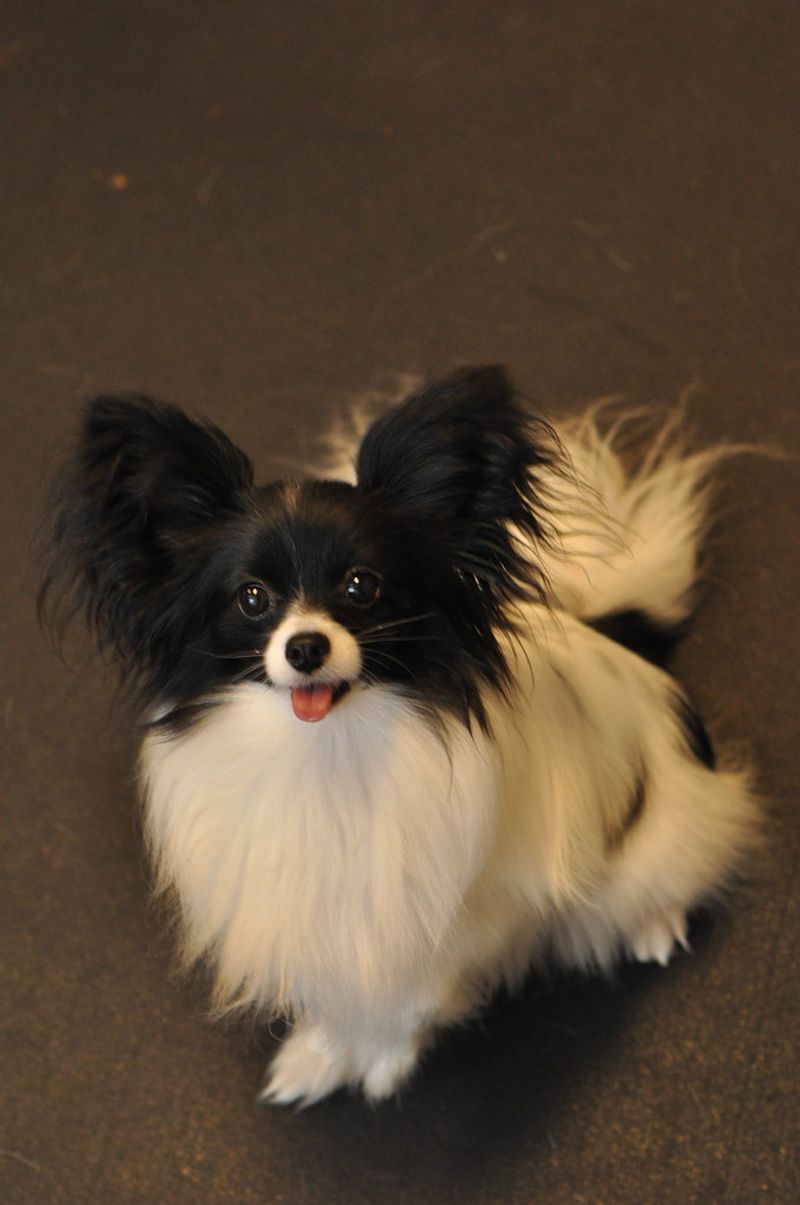 Papillon
