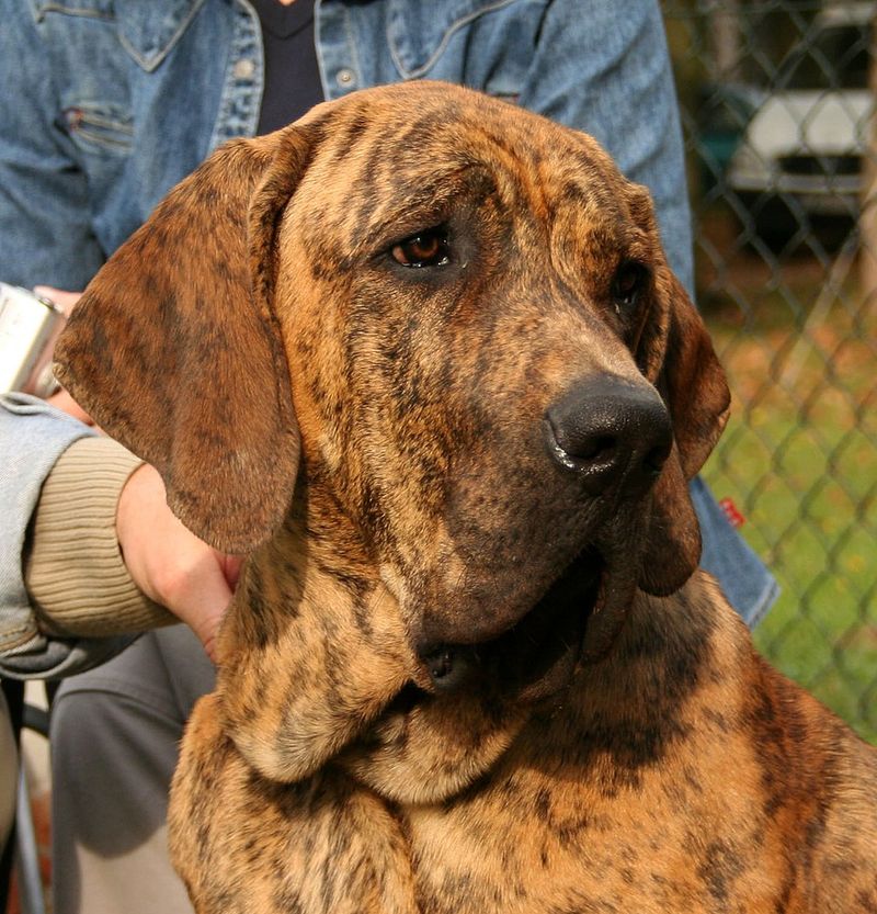 19 Dog Breeds Restricted or Banned Around the World 5 Fila Brasileiro