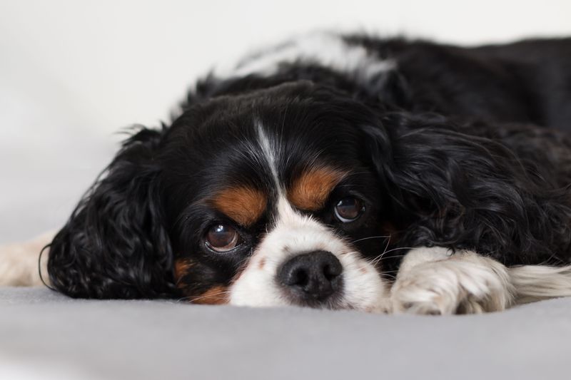 15 dog breeds that people keep recommending – but experienced owners know there's another side to the story 11 Cavalier King Charles Spaniel