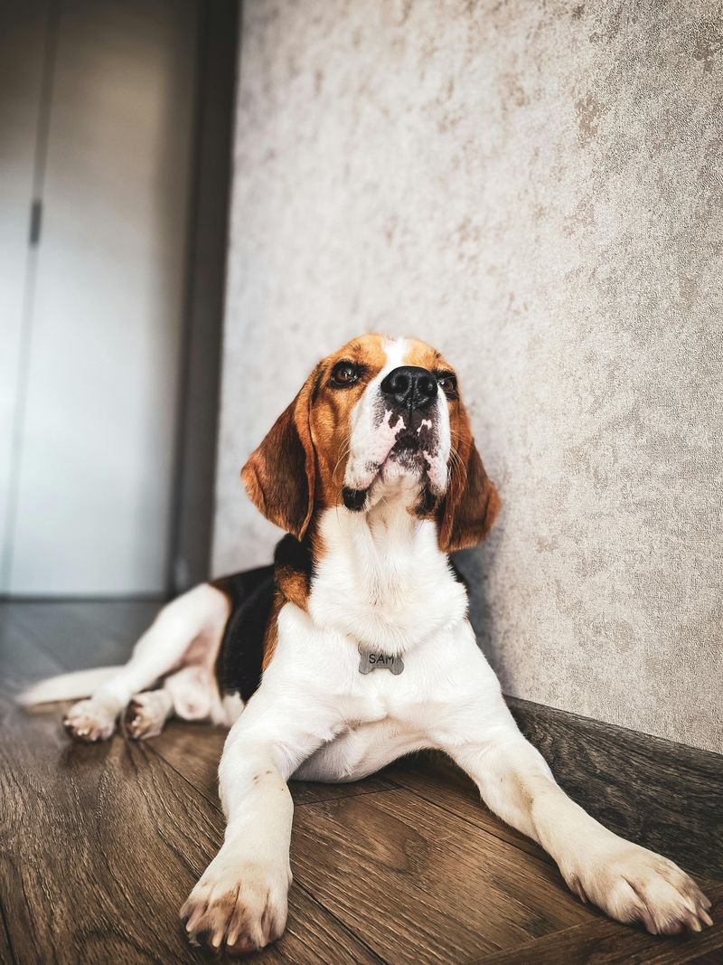 If you want less stress and fewer behavior struggles, these 13 dogs stand out 8 Beagle