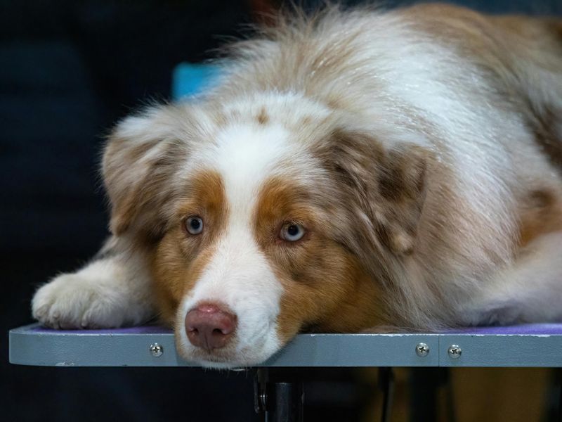 Australian Shepherd
