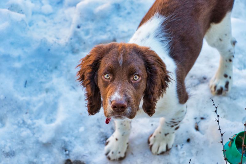 Strong household fragrances can bother dogs more than owners realize 9 Springer Spaniels Need Clear Air for Play