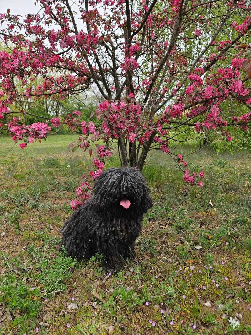 Think you've seen every kind of dog? These extraordinary breeds may prove otherwise 6 Puli