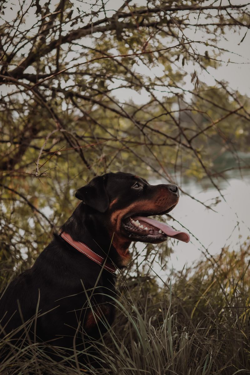 No constant cuddling, no dramatic greetings - Yet these dogs can be among the most devoted companions 4 Rottweiler