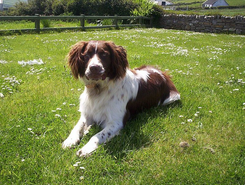 Living with these dog breeds can become more rewarding with every stage of life 12 English Springer Spaniel