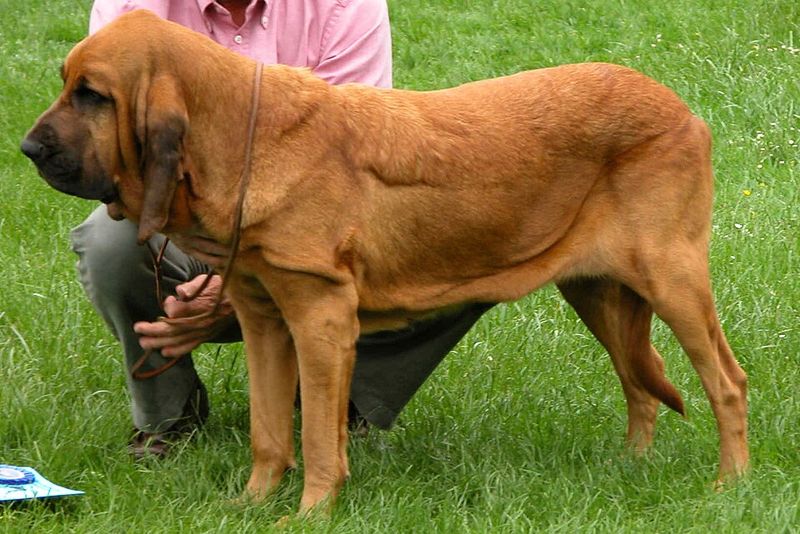 The next dog trend may actually come from the past - These forgotten favorites are ready for another turn 11 Bloodhound