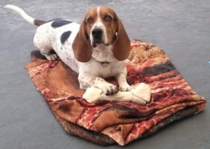 The Xylitol Panic Is Trending Again - 10 Breeds Vets Say Get Into “Sugar-Free” Stuff Fast 3 Basset Hound