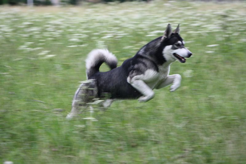 Siberian Husky