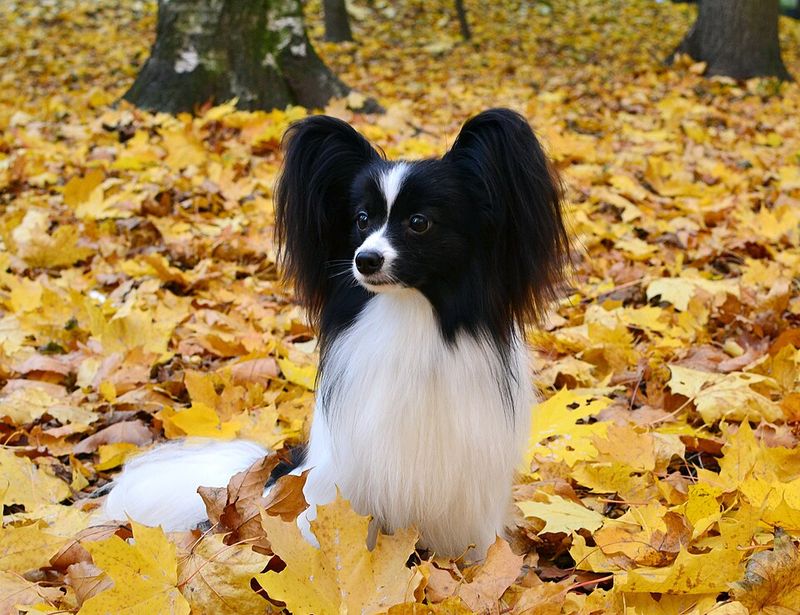Papillon