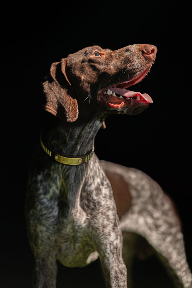 10 dogs that can make you regret letting them off the leash near one suspicious patch of grass 6 German Shorthaired Pointer
