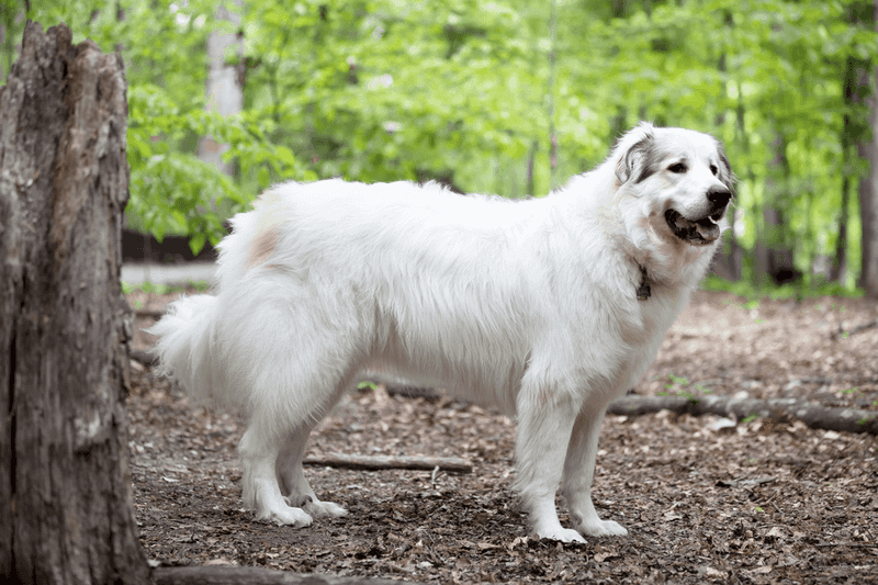 These dog breeds rarely let excitement dictate their decisions 3 Great Pyrenees