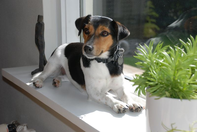 14 dog breeds that seem perfect on paper but struggle with everyday home routines 9 Jack Russell Terrier