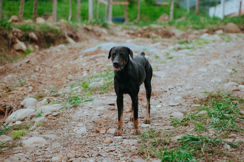 Beauceron