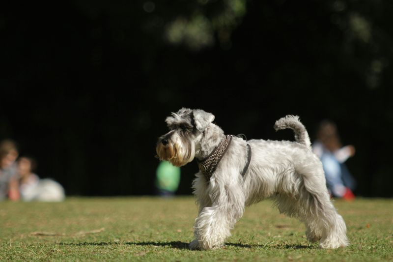 Standard Schnauzer