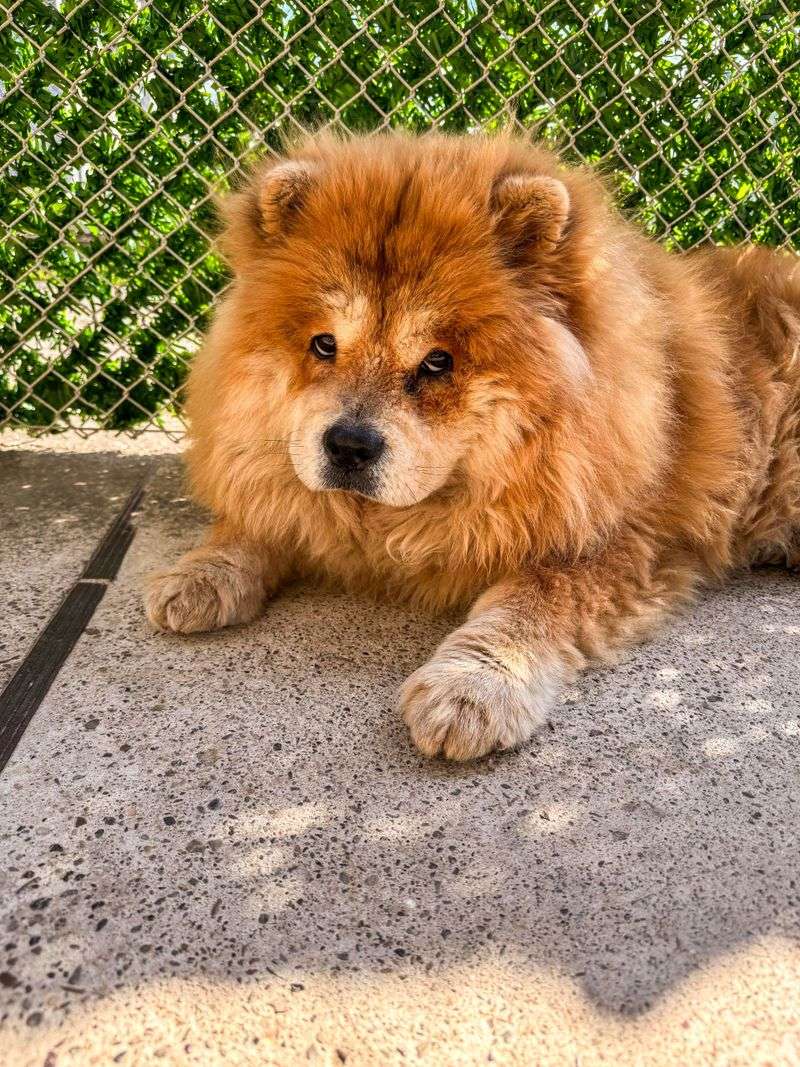 First impressions get these dog breeds wrong surprisingly often 10 Chow Chow