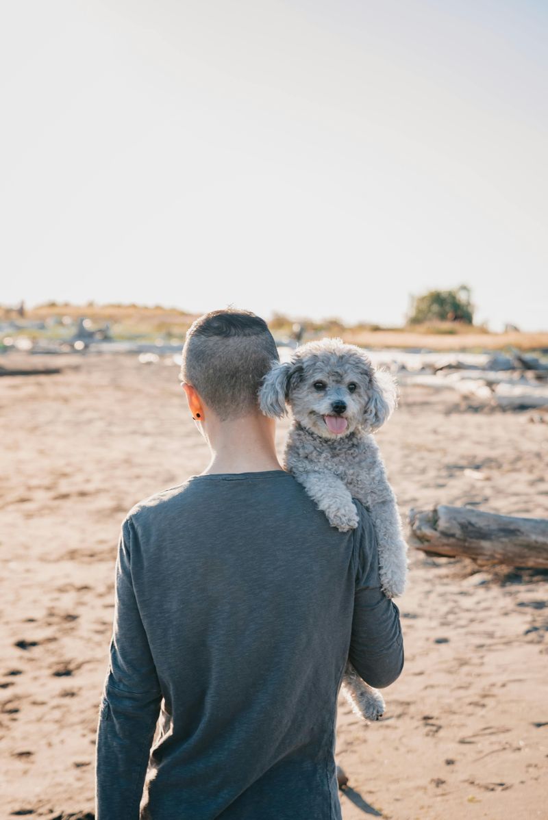 Poodle