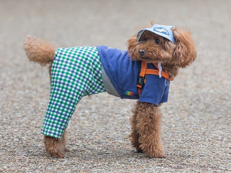 Toy Poodle