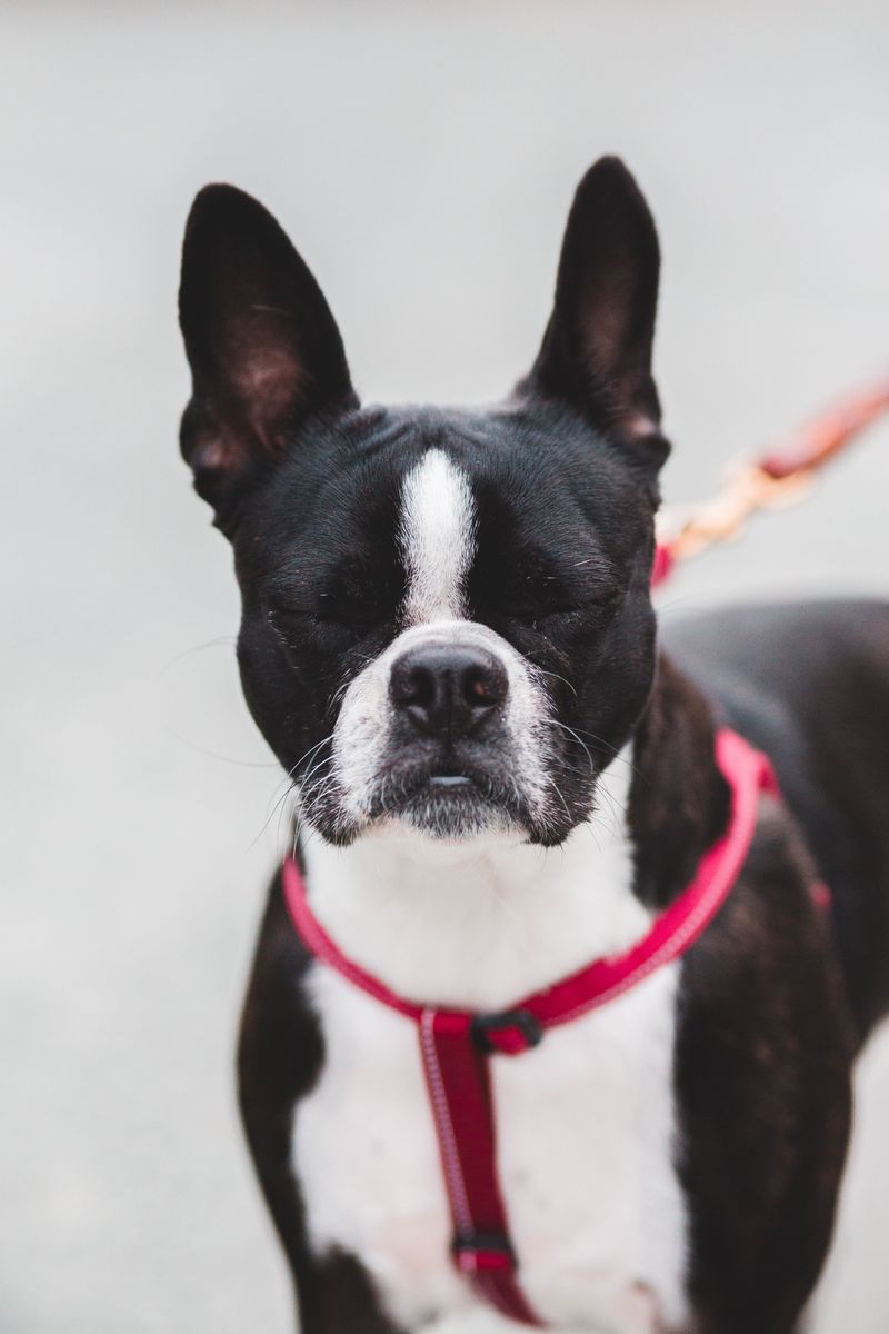 These 9 dog breeds often snore, but owners should know when it's something more 5 Boston Terrier
