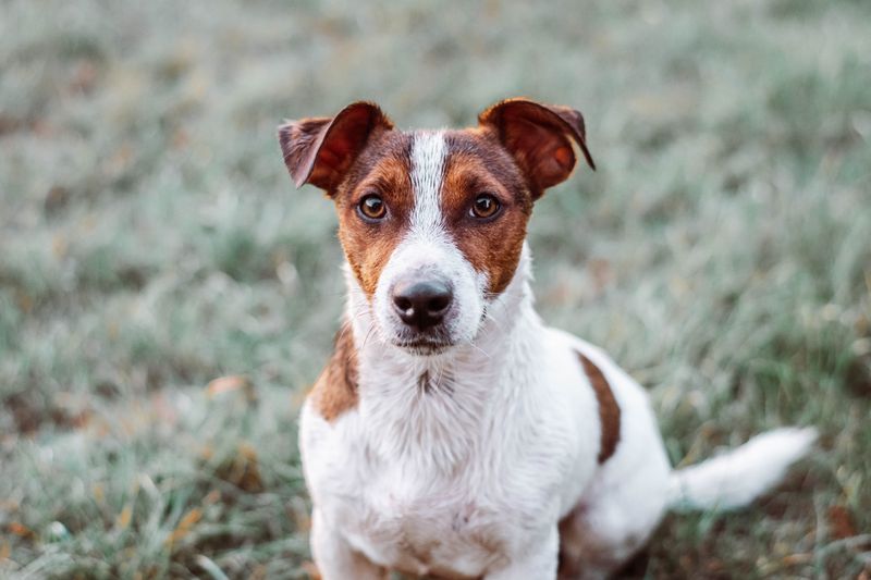 Living with these dog breeds can mean deciding whether to laugh first or clean up first 6 Jack Russell Terrier