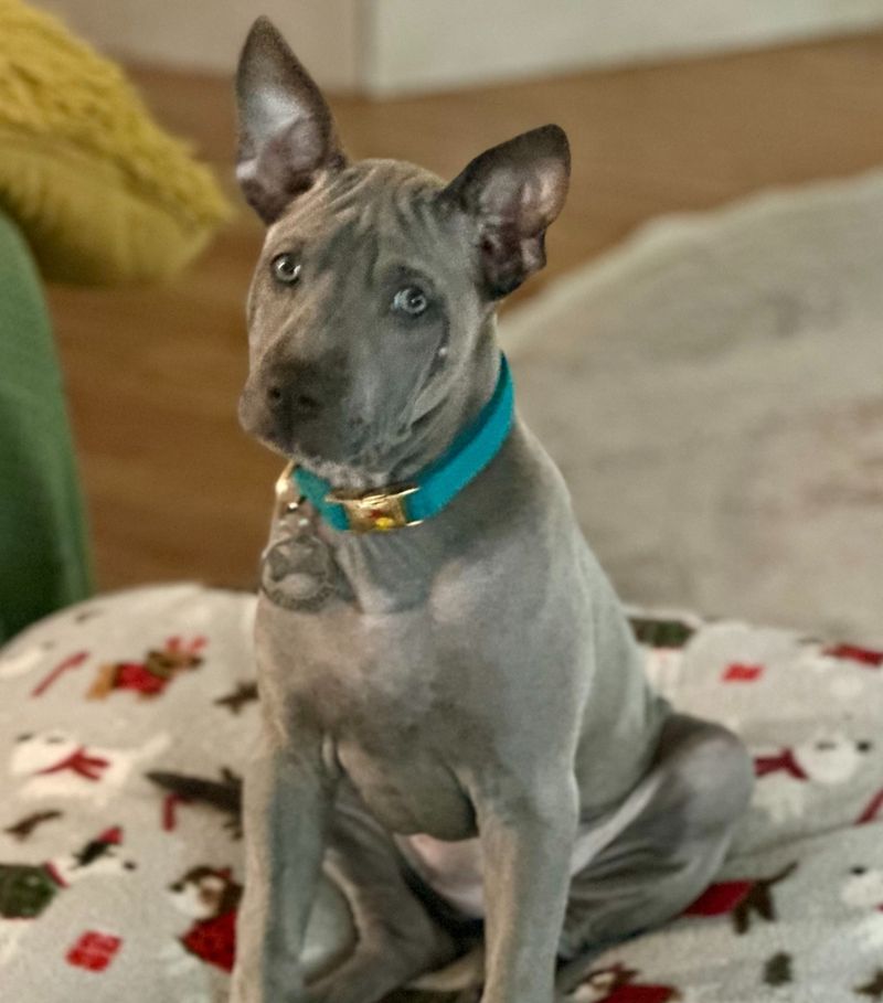 Thai Ridgeback