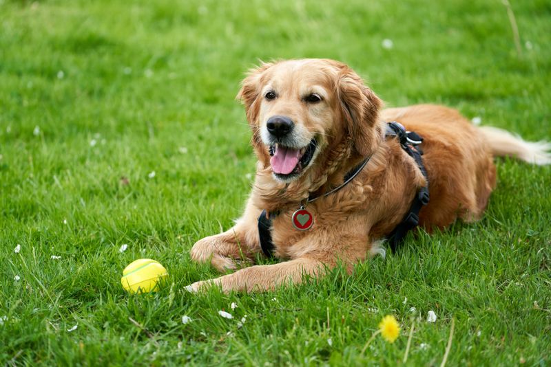 Looking for an outgoing companion? These dog breeds rarely stay strangers for long 3 Golden Retriever