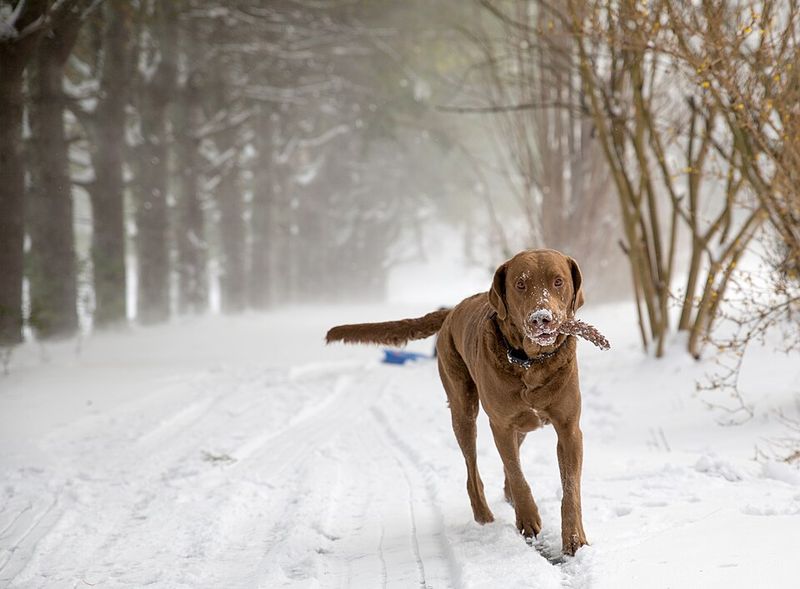 These 11 dog breeds love the water so much that summer swims become your thing 4 Chesapeake Bay Retriever