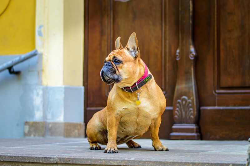 These dog breeds may follow you everywhere - but they don't always need you to entertain them 13 French Bulldog