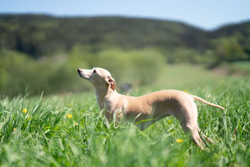 Some dog breeds become more interesting the longer you live with them - and some rarely show their full personality early on 7 Whippet