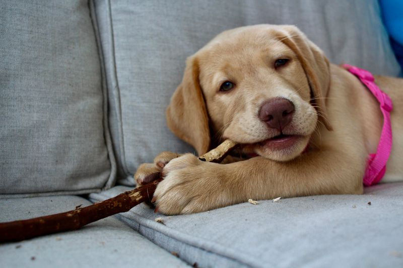 These 12 behaviors may suggest your dog needs more engagement and support 3 Destructive chewing