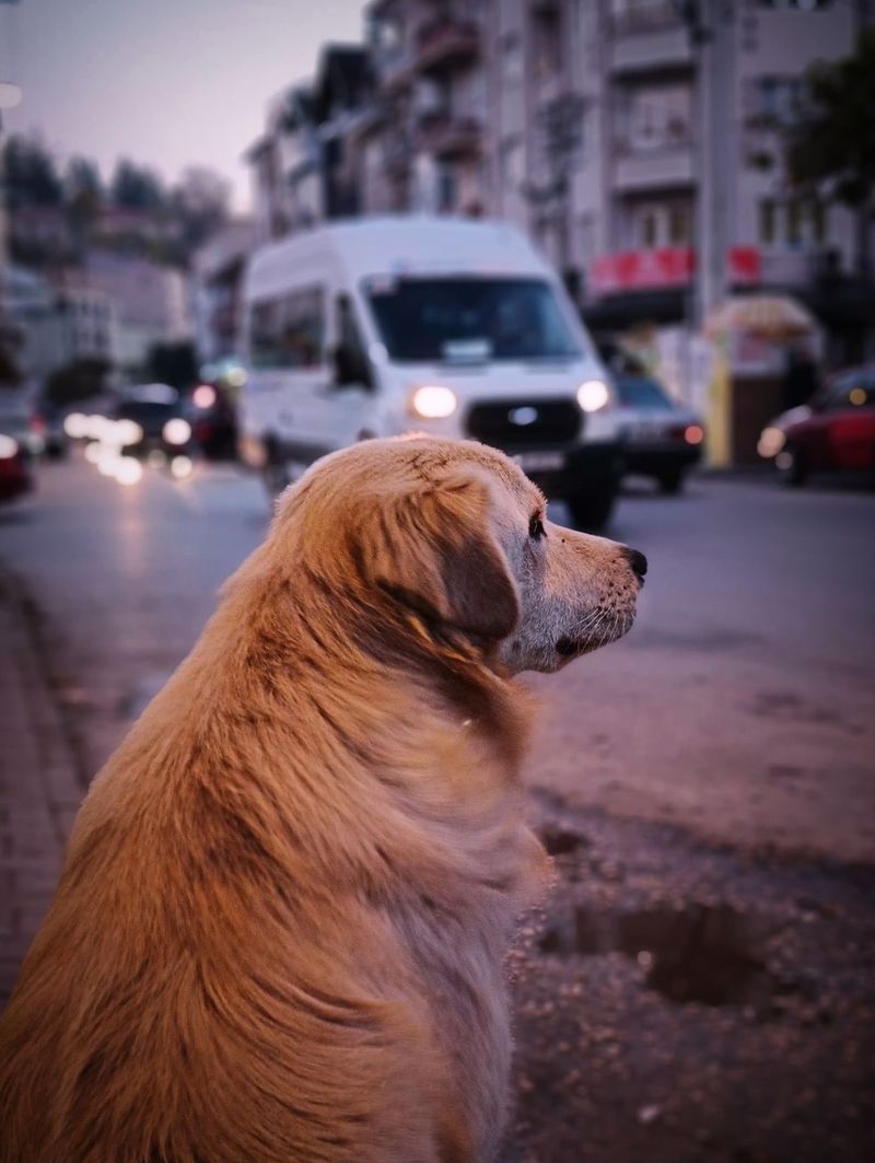 Your dog may dislike the car for reasons that are easier to fix than you think 8 Entering the car under pressure