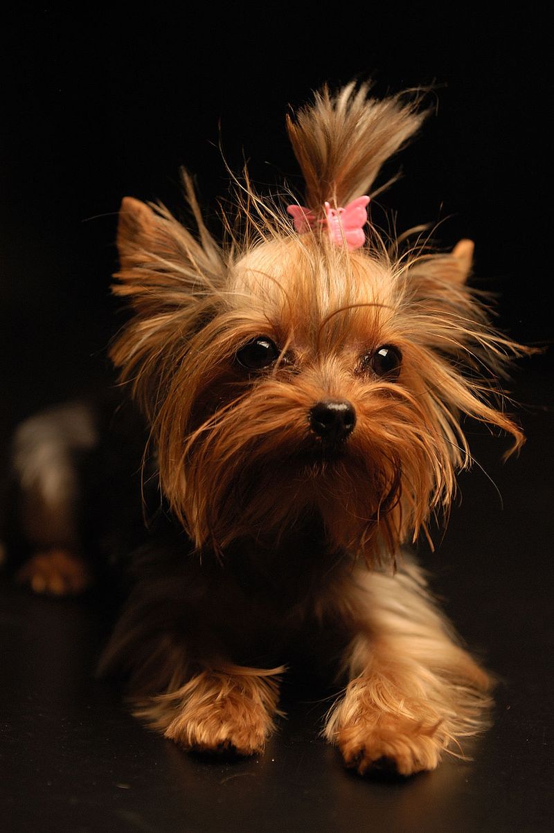 14 tiny dog breeds with huge personalities and zero fear 6 Yorkshire Terrier