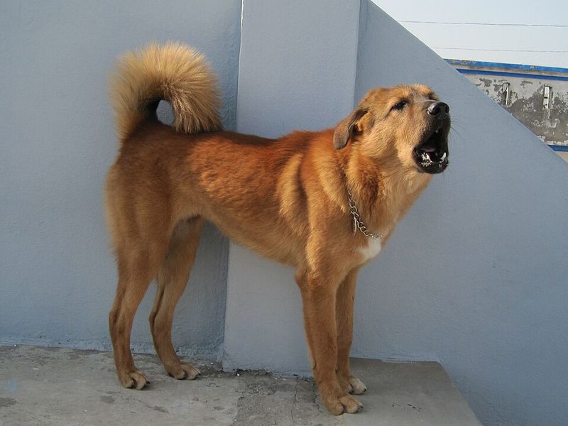 Bakharwal Dog