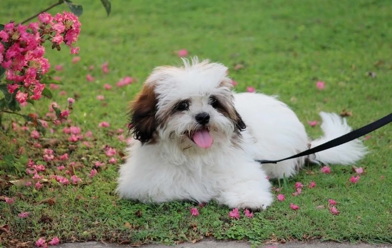 14 dog breeds people used to love but are now quietly abandoning 14 Lhasa Apso