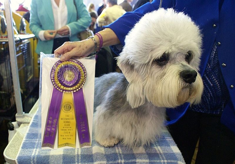 26 Rare Dog Breeds You’ll Rarely Encounter but Won’t Forget 23 Dandie Dinmont Terrier